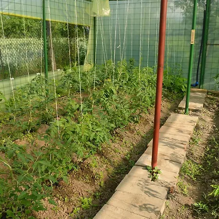 Farm stay Pensiunea Koruna Poenari