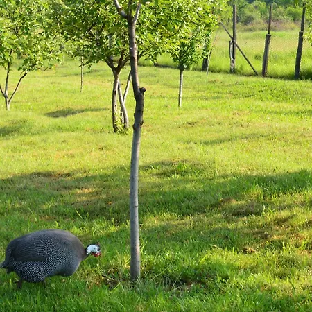 Pensiunea Koruna Farm stay Poenari