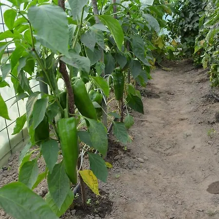 Pensiunea Koruna Farm stay